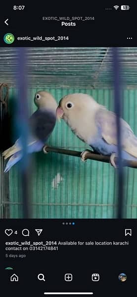 love bird 1