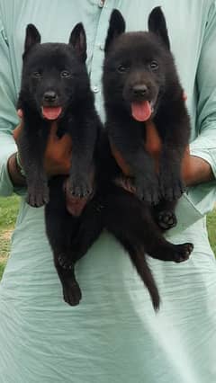 German Shepherd double coat Jodi 45 days for sale