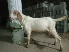 Bakra