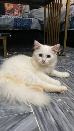 white persian male kitten