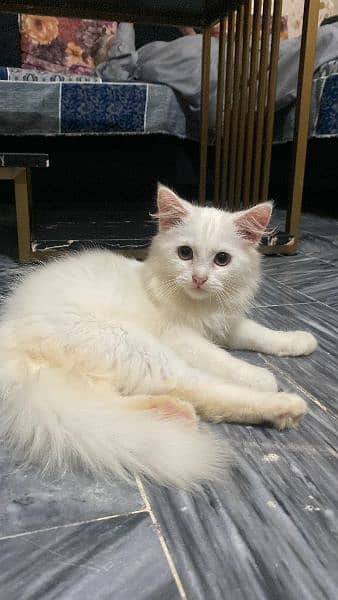 white persian male kitten 0