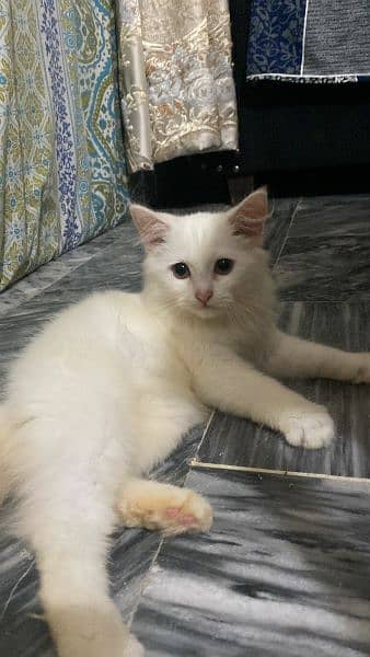 white persian male kitten 1