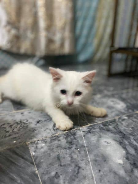 white persian male kitten 2