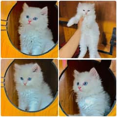 Persian Punch face triple coat cat Kitten