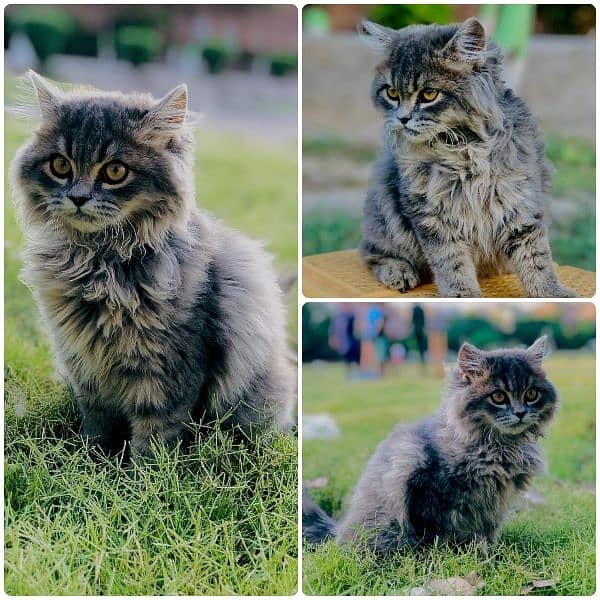 Persian Punch face triple coat cat Kitten 5