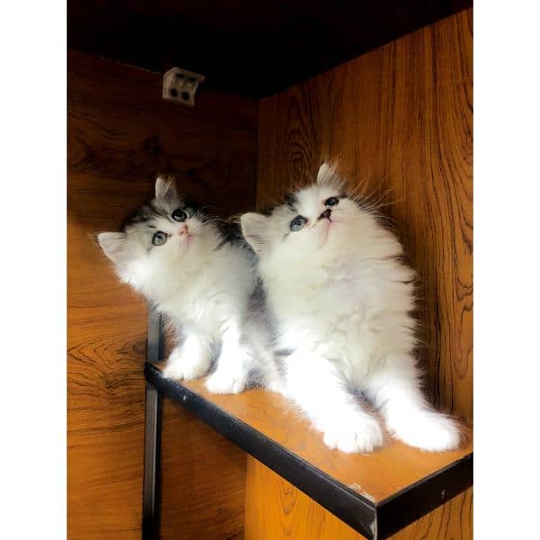 Persian Punch face triple coat cat Kitten 12