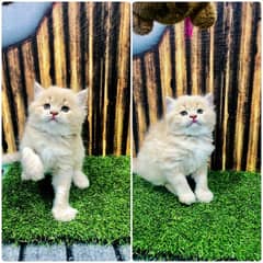 Persian Punch face triple coat cat Kitten