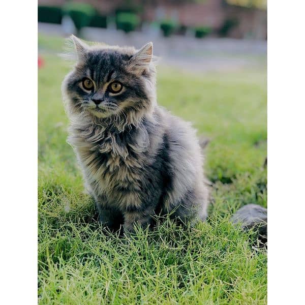 Persian Punch face triple coat cat Kitten 9