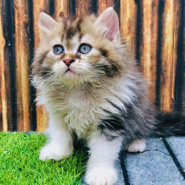 Persian Punch face triple coat cat Kitten 19