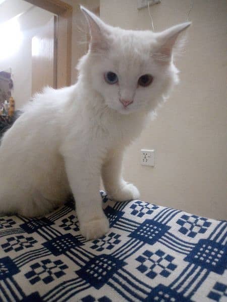 white Persian female 4