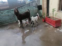 goat and babies