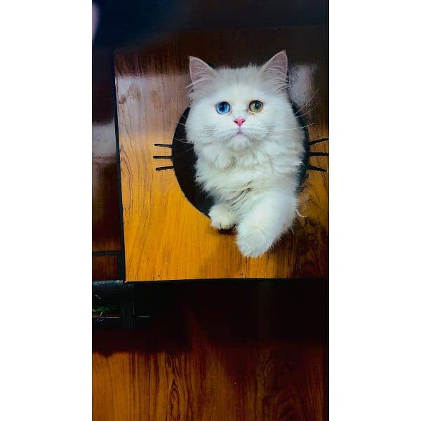 Persian Punch face triple coat cat Kitten 19