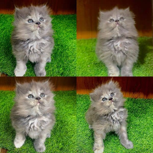 Persian Punch face triple coat cat Kitten 16