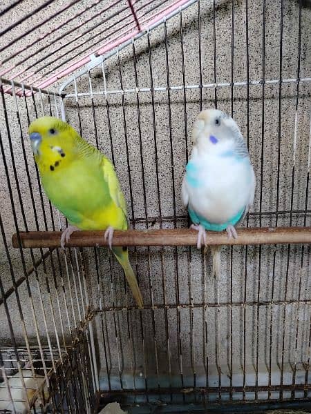 Breeder budgie with Cages 1