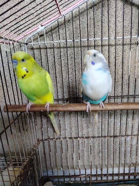 Breeder budgie with Cages 2