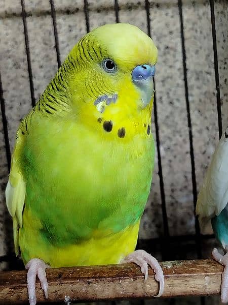 Breeder budgie with Cages 3