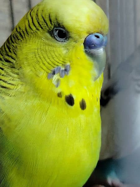 Breeder budgie with Cages 4