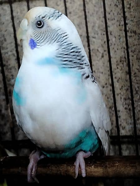 Breeder budgie with Cages 5