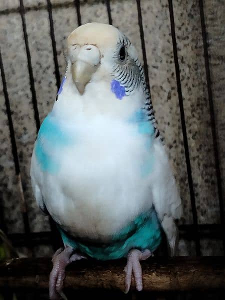 Breeder budgie with Cages 6