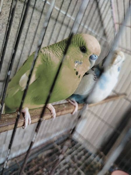 Breeder budgie with Cages 7