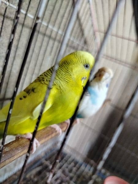 Breeder budgie with Cages 8