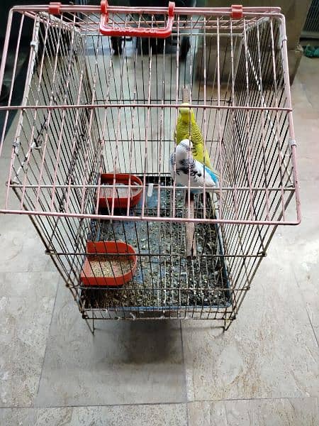 Breeder budgie with Cages 9