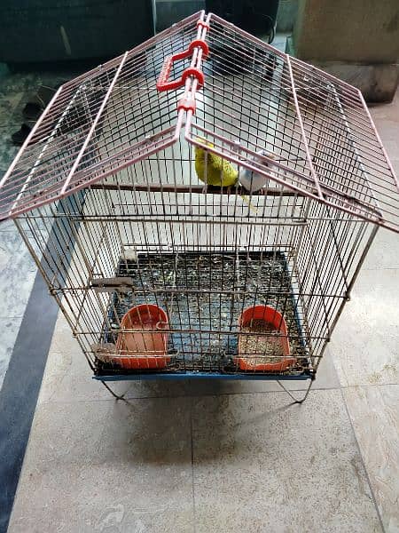 Breeder budgie with Cages 10