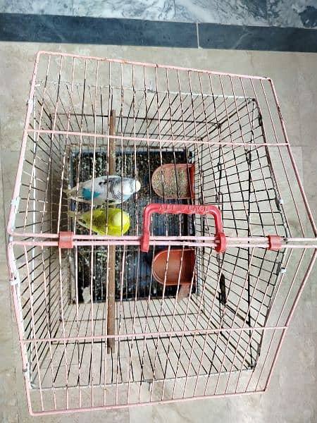 Breeder budgie with Cages 11