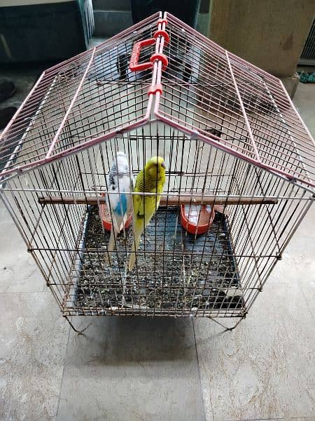 Breeder budgie with Cages 12