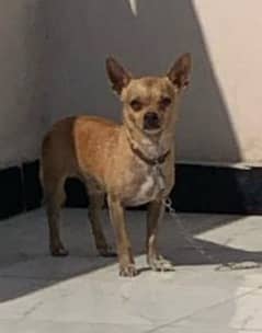 dog mating_ Chihuahua stud male dog 25000 mating 0