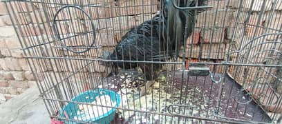 ayam cemani male 0