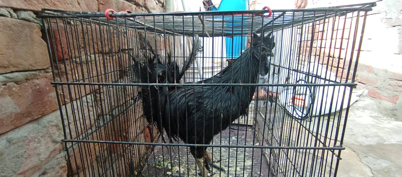 ayam cemani male 1