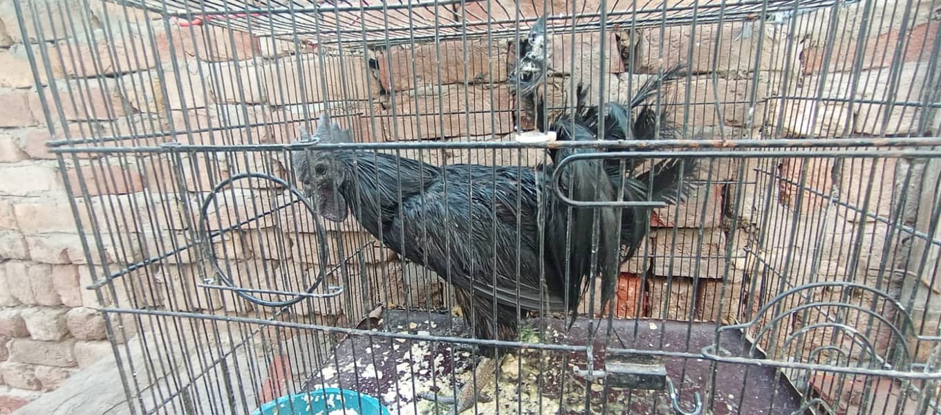 ayam cemani male 2