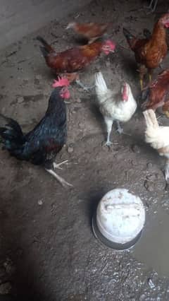 Golden misri hens only male