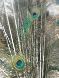 Peacock Feathers for sale