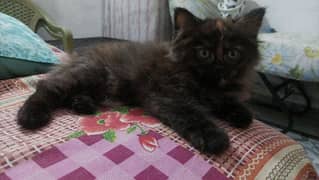 Persian Cat / Kittens For Sale / Cat For Sale / Persian Kitten / Cat