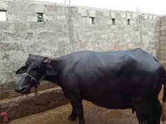 kasabi buffalo for sale in rawat