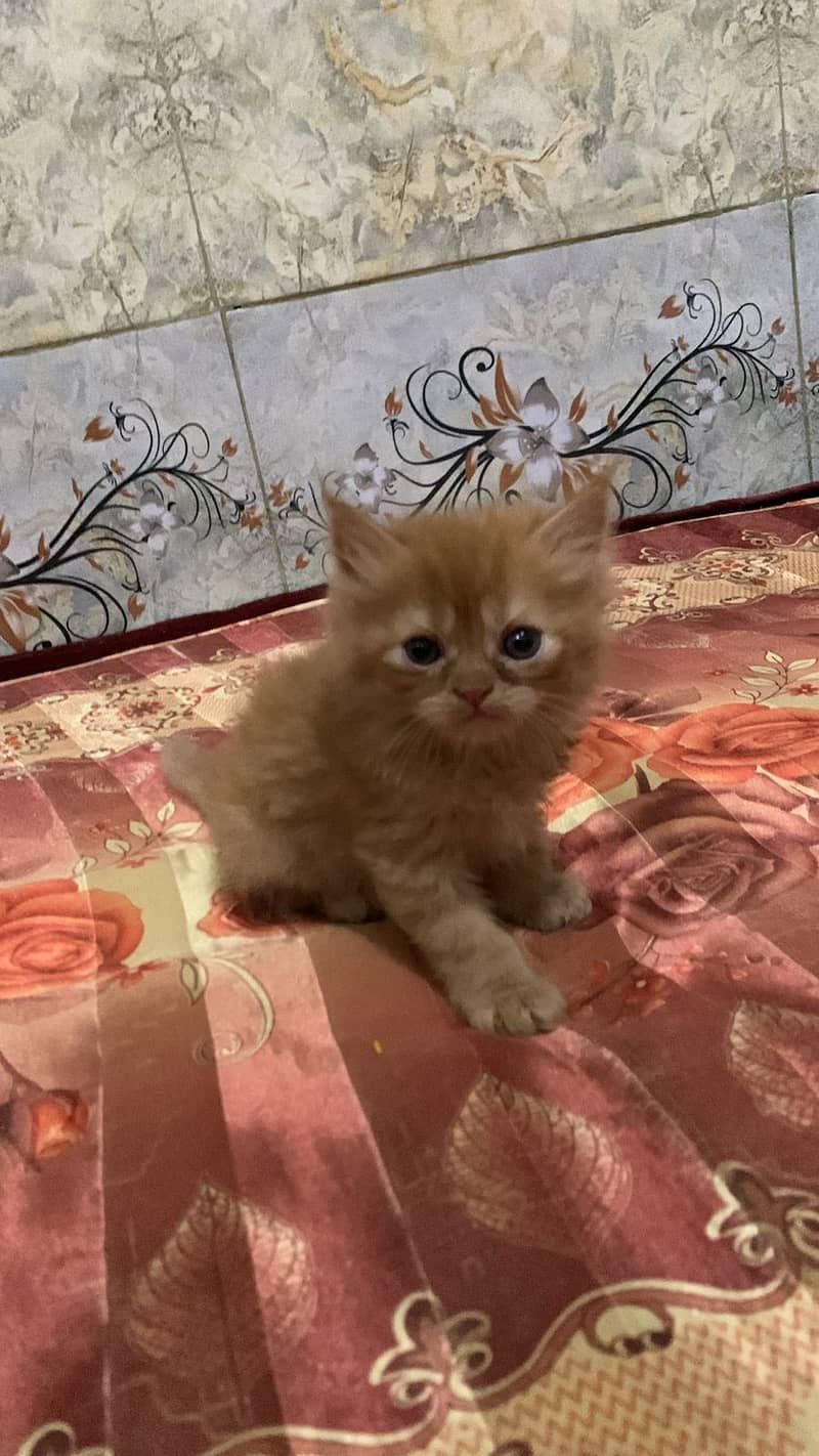 Triple coate Persian kitten available 03427048003 1