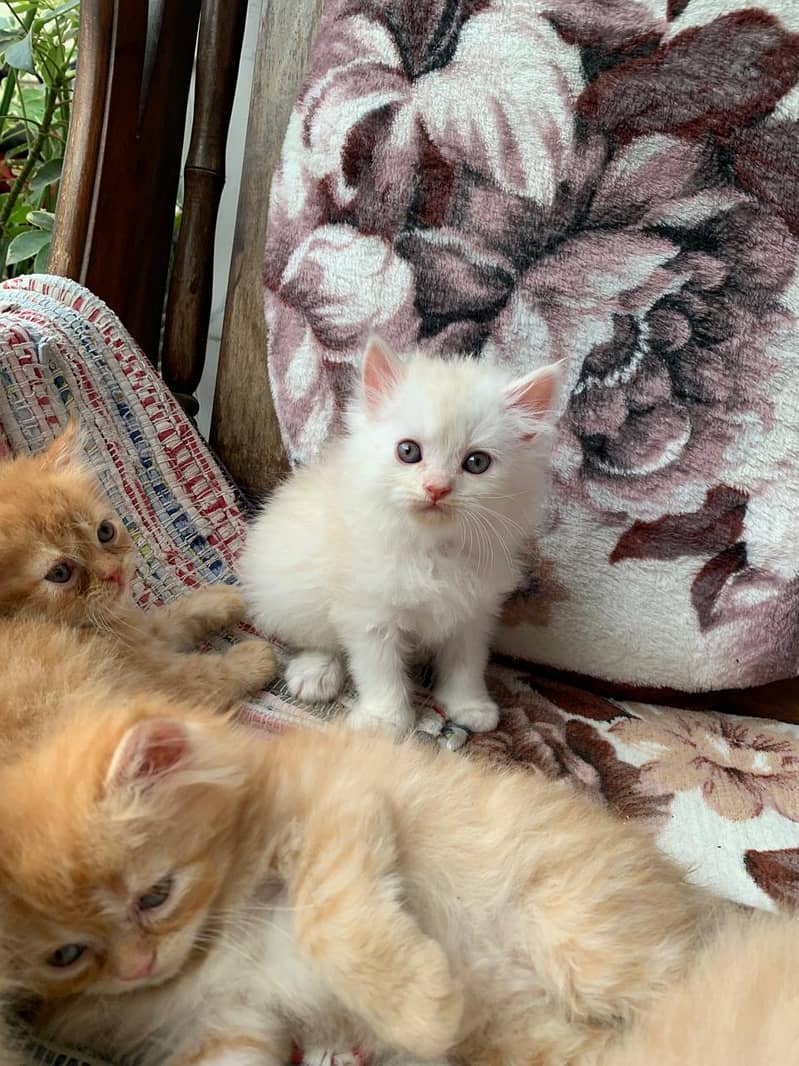 Triple coate Persian kitten available 03427048003 3