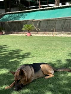 German Shepherd Single Coat Female