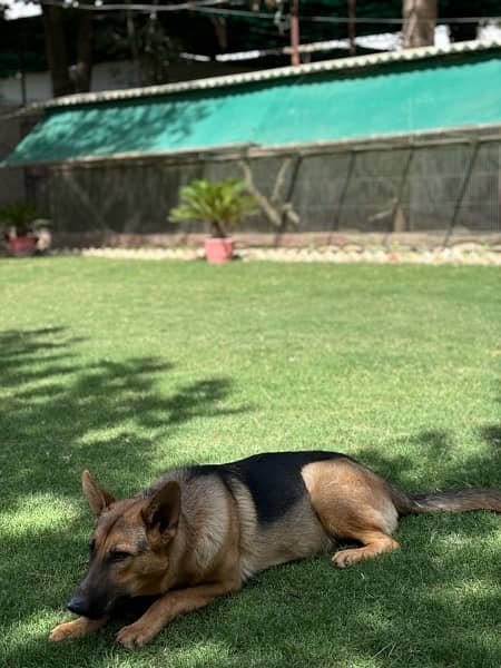 German Shepherd Single Coat Female 1