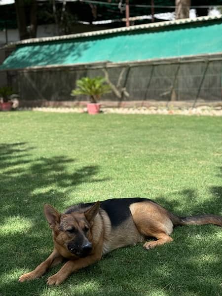 German Shepherd Single Coat Female 2