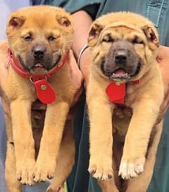 central ashian alabai puppies pair available for sale