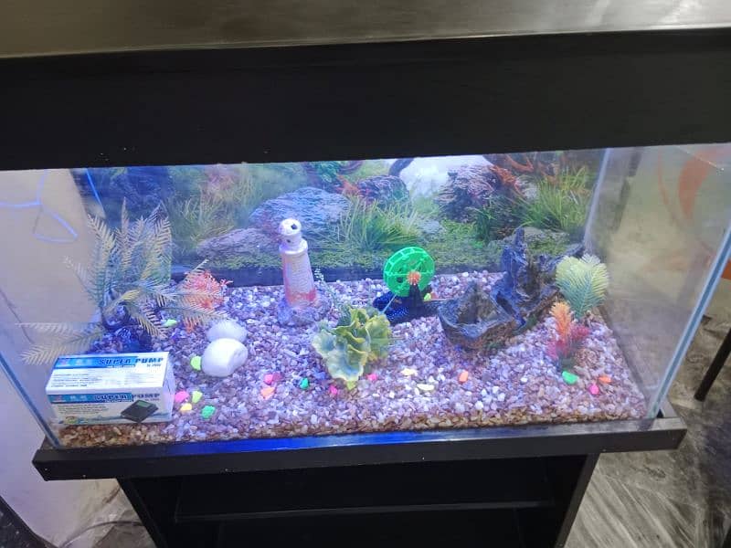 Fish Aquarium 1