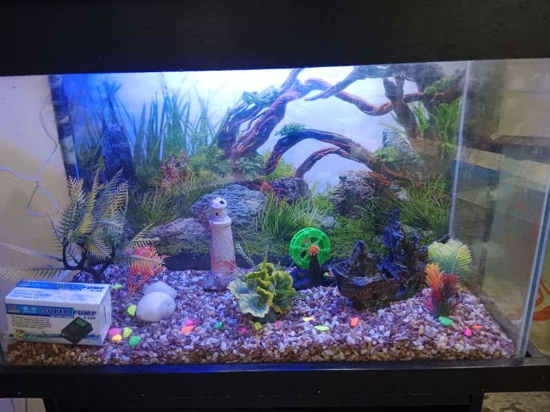 Fish Aquarium 4