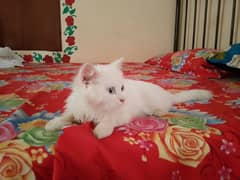 2 month Persian cat kitten for sale