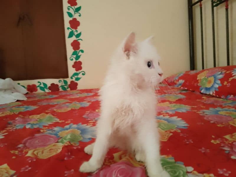 2 month Persian cat kitten for sale 1