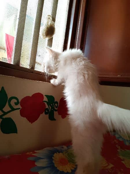 2 month Persian cat kitten for sale 3