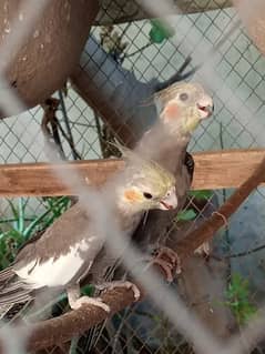 grey cockatiel pair