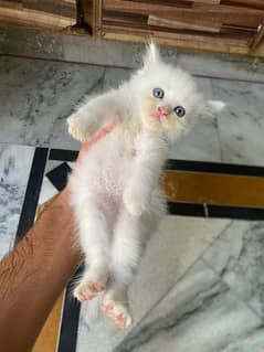 I want to sale my Persian kitten